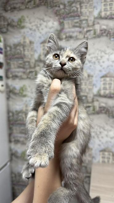 үй жаныбарлары: Котята-домоседы, короткошёрстные, домашнего разведения. - Возраст — 10