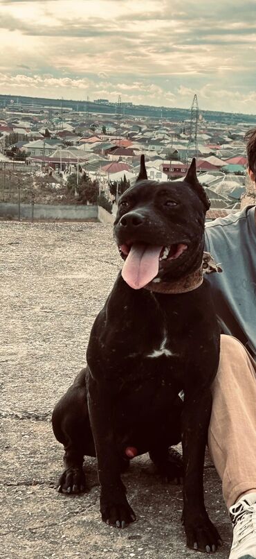 i̇tlər pitbul: Pitbul, 2 il, Erkek, Peyvəndli, Ünvandan götürmə