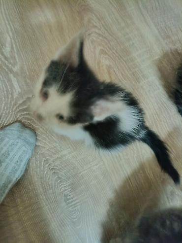 меняю на собаку: ОТДАМ КОТЯТ В ДОБРЫЕ РУКИ!!! Котята чёрно-белого окраса, 3 мальчика — 4