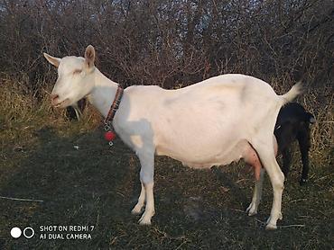 Молочные продукты и яйца: Домашнее Козье молоко. Экологически чистый продукт. Находимся в — 13