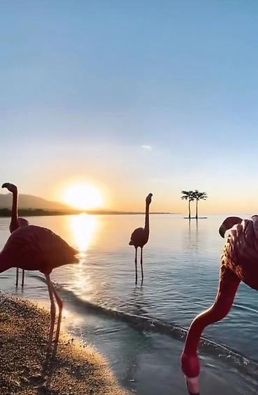 Продажа коттеджей и домов: Срочно продаю коттедж В ЦО Палм Бич ВИП сектор Две спальни и гостиная — 11