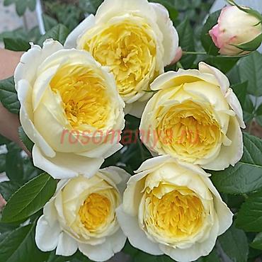 Роза: Садовые розы (кустарниковые/чайно-гибридные, крупноцветковые — 3