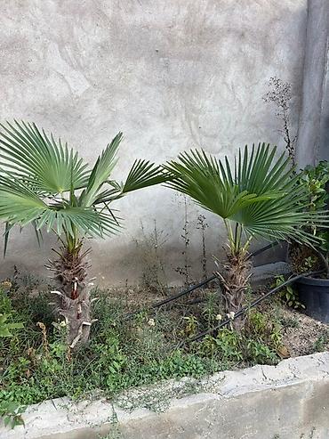 palmalar: Məhsul: 8 ədəd müxdəlif ölçülərdə palma ağacı – Trachycarpus fortunei — 7