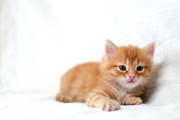 отдам котят в хорошие руки: Рыжие котята, домашние, 2 месяца, мальчик и девочка, к лотку приучены