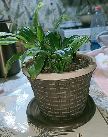 опрыскивать: Спатифиллум (Spathiphyllum) в горшке - Компактный куст с плотной — 2