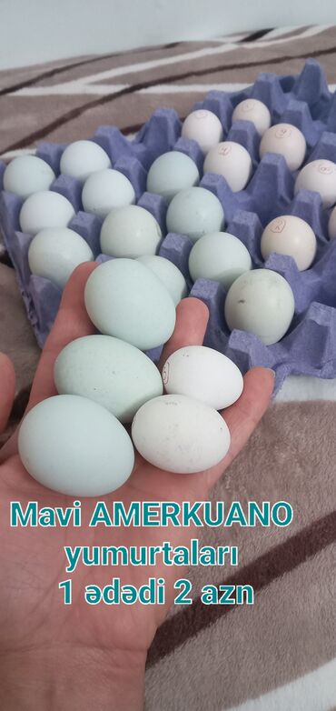 mayalı toyuq yumurtası: Toyuq, Damazlıq, Ünvandan götürmə, Pulsuz çatdırılma, Ödənişli çatdırılma