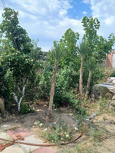 ev və bağ: Nardaran qəs. 3 otaqlı, 3 kv. m, Kredit yoxdur, Orta təmir — 6
