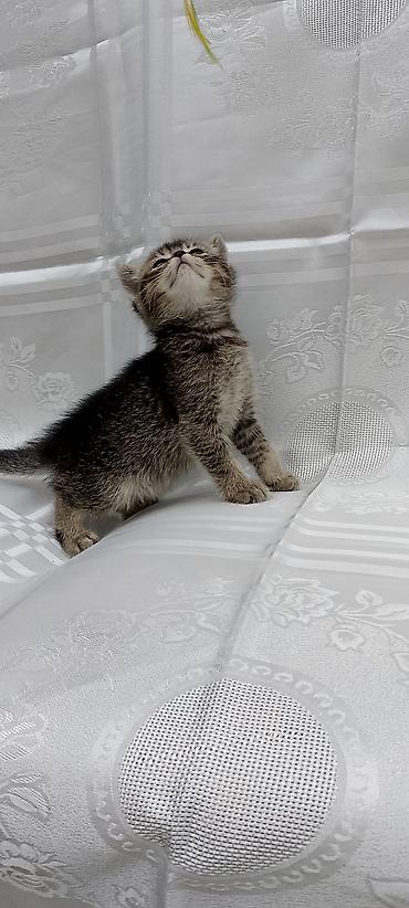 Pişiklər: Şotland — 10