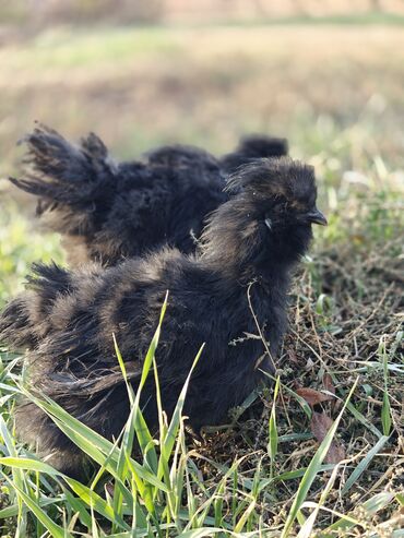 Куры, петухи: Продаю | Куры | Для разведения — 1