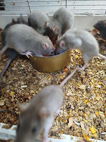 Крысы: Продам маленьких крысят Дамбо декоративные рексы ручные домашние. Есть — 6