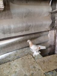 купить домашних курей: Продаю молодых голубей 1 шт стоит пятьсот сом окончательно гоняю