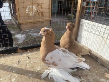 Другие с/х животные: Породные голуби с «чубом» и мощным зобом (дутыши/крякуны), окраска — 5