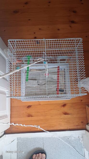 Qəfəslər: Papuqaylar üçün qəfəs satıram. Qəfəs böyükdür, genişdir. Bazaradan 30 -da lalafo.az — 3 Qəfəslər: Papuqaylar üçün qəfəs satıram. Qəfəs böyükdür, genişdir. Bazaradan 30 — 3