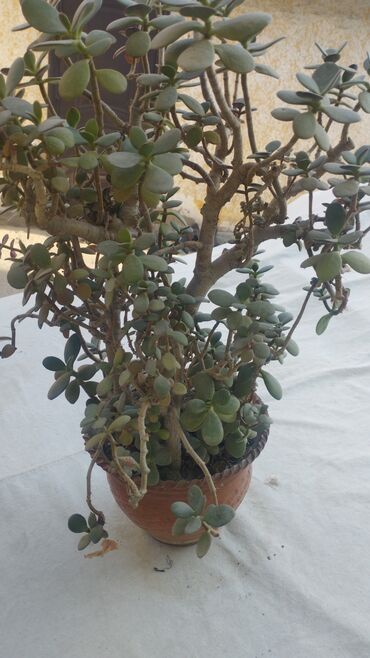 денежное дерево где купить: Толстянка (Crassula ovata) в глиняном горшке. - Крупный разветвлённый