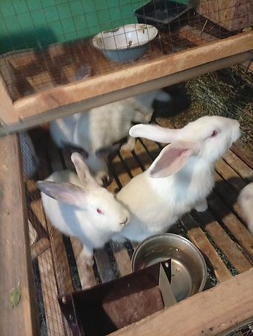 Продам с/х животных: Продаю | Крольчата | Калифорнийская | Для разведения — 6