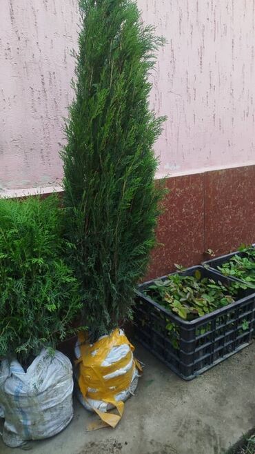Декоративные деревья: Саженцы деревьев: Туи, Бесплатная доставка
