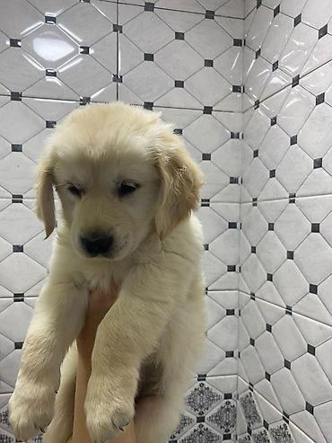 golden it: Qızılı rəngli balaca it balası – Golden Retriever tipli - Cins — 2