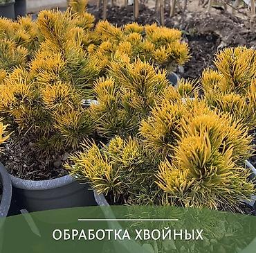 🌳 Обработка хвойных деревьев