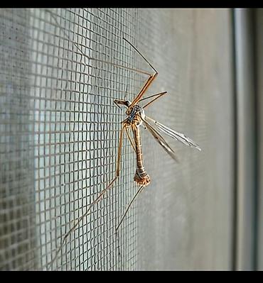 Москитные сетки: Москитная сетка — 10