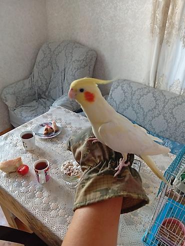 Tutuquşları: Satılır! 🐦 5 ədəd sağlam Korella quşu (3 dişi, 2 erkək) və əlavə — 13