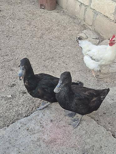 naxcivan heyvan elanlari: Muscovy ördəkləri (indoutka) – qarışıq rənglərdə sürü ( lal ve — 6