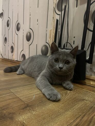 pişik pişik: Britan, Erkək