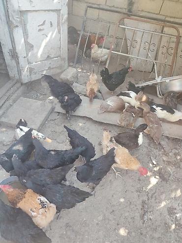 quban toyuqlari: Məhsul: Ev quşları – toyuq, xoruz və ördək qarışıq sürü Təsvir: - — 1