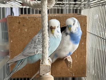 Зоотовары: Срочно!! Продаются попугаи,вместе с клеткой и другими предметамии — 1