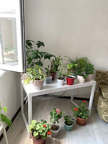 Китайская роза (Гибискус): Папоротник 650 сом китайская Роза гербера. Шефлера 150.сансевьера — 6