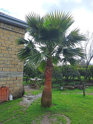 fısdıq ağacı: Dekorativ palma ağacı – həyət və bağ sahələri üçün tropik görünüşlü — 1