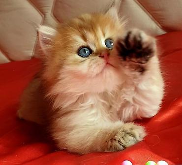 Pişiklər: Britan — 7