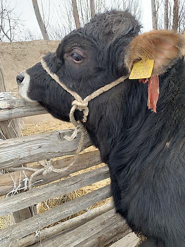 Коровы, быки: Продаю | Бык (самец), Музоо, торпок | Ангус, Абердин-ангус | На откорм, На забой — 9