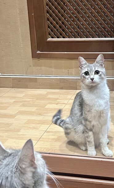 отдам в хорошие руки щенка: Şinşilla, Dişi, Yaxşı əllərə, Pulsuz çatdırılma