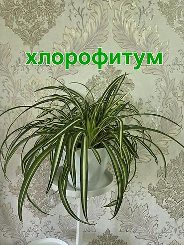 Аглаонемы: Комнатные растения в горшках: 1) Аглаонема (пестролистная) — — 6