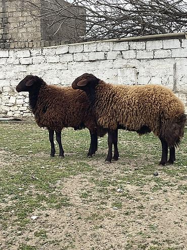 qoyun qiymetleri: Erkək, Qala, il: 1, 120 kq, Damazlıq, Ünvandan götürmə — 7