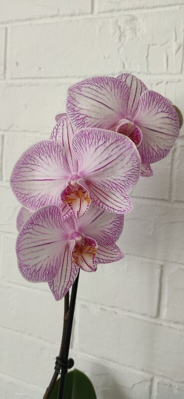орхидея: Сортовые орхидеи в ассортименте. высота растений 55-70 см. цветущие