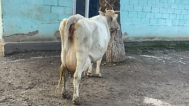 Коровы, быки: Продаю | Корова (самка) | Швицкая | Для молока — 10