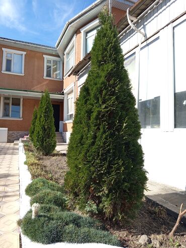 купить саженец ели: Туя западная (вероятно сорт смарагд/пирамидальная форма) для