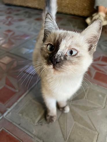 котенок сиамский: Кошка даром: Сиамская, Девочка, Приучена к лотку — 1