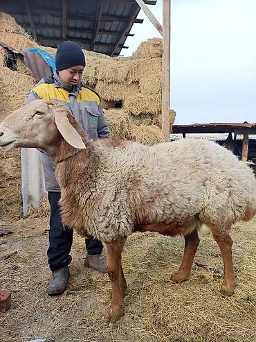Баран, овца: Продаю | Овца (самка) | Арашан | Для разведения — 1