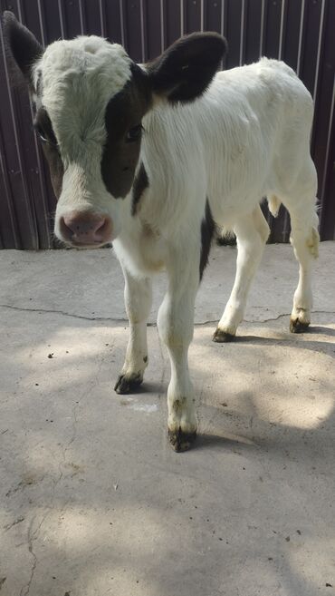 корова с телёнком: Продаю бычка породы осиминёный Галштиин 20 дней прошу