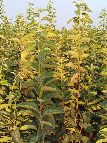 Tinglər: Hər növ ağac tinglerinin satışı — 19