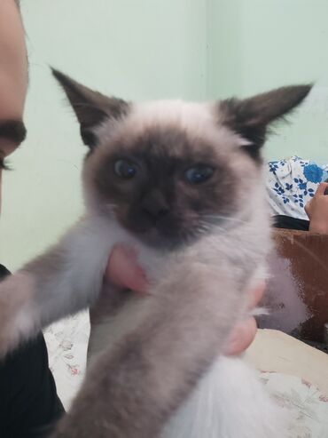 Pişiklər: Siam, Erkək — 6