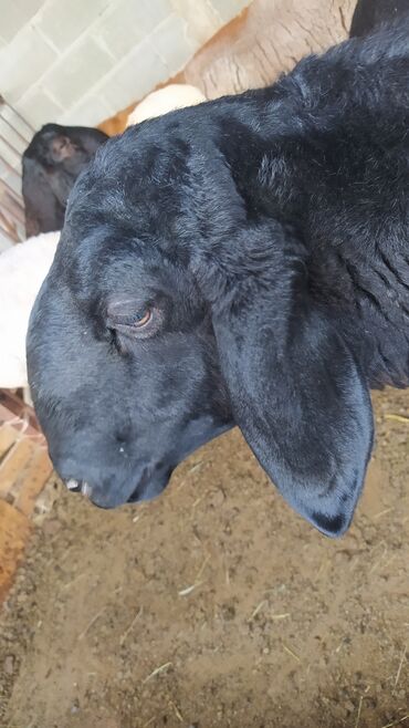 стрижка для овец: Продаю | Баран (самец) | Арашан