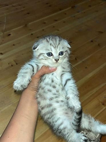 Кошки: Шотландская, Самка, В добрые руки, Самовывоз — 2