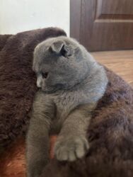 шотландский вислоухий котенок: Şotland yastı qulaq, Dişi, Yaxşı əllərə, Ünvandan götürmə