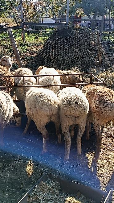 Баран, овца: Продаю | Овца (самка) | Для разведения — 3