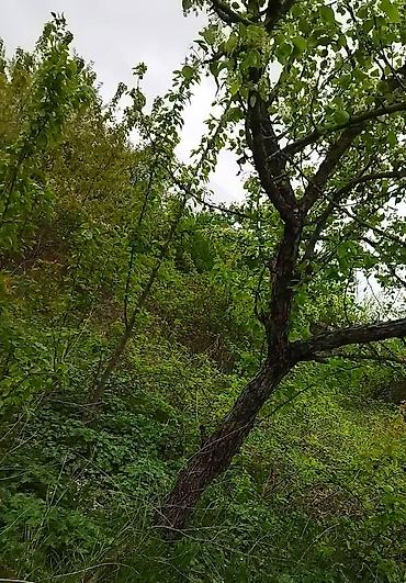 Köhnə tikili: Quba, 2 otaqlı, Köhnə tikili, 56 kv. m — 11