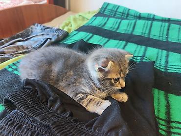 Продажа кошек: 🐾 Пушистое счастье ищет дом! 🏡 потрясающая девочка ушки стоячие — 1