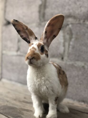 кролик купить декоративный: Трикалор рекс самец 3 месяца Кролик декоративный, пятнистый окрас